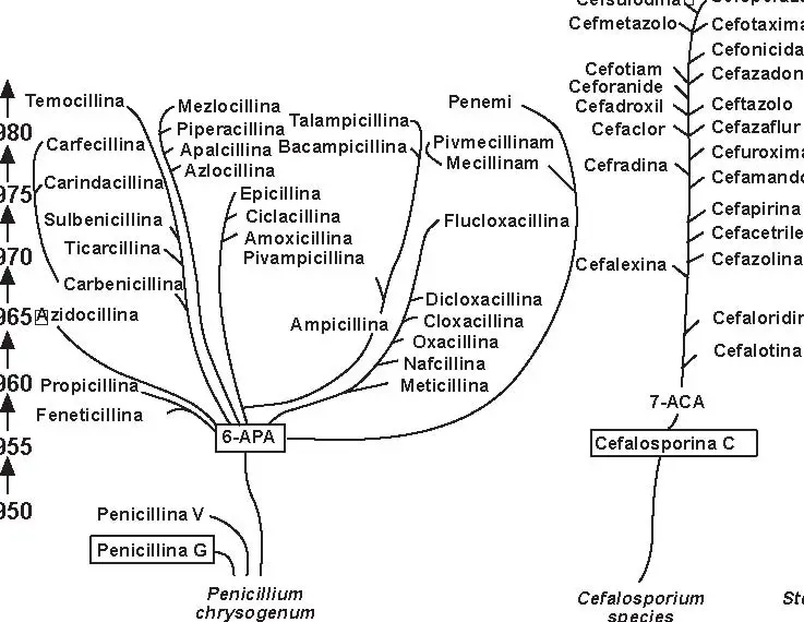 beta-lattamine