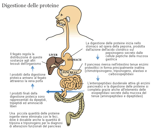 digestione-proteine