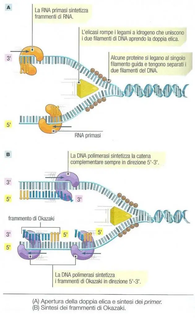 duplicazione-dna