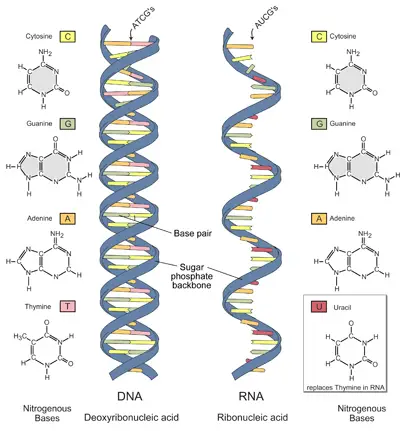 acidi-nucleici-dna_rna