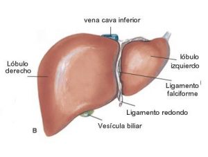 Fegato Cliccascienze