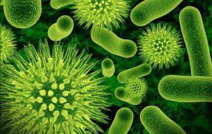 flora-bacteriana-aumentada-