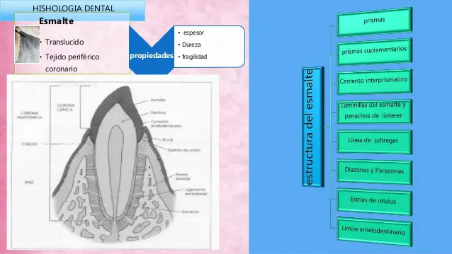 histologia-dental-y-parodonto
