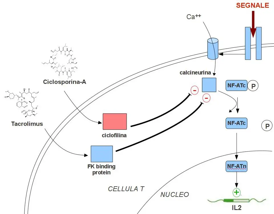 immunosoppressori