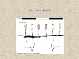 inibizione-laterale