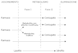 metabolismo