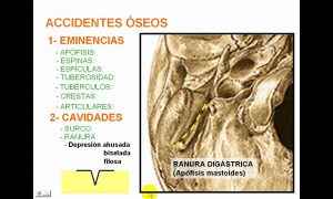 los-huesos-le-ossa