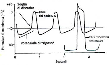 potenziale-d'azione-cardiaco