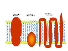 proteine-transmembrana