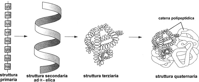 proteine
