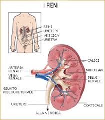 neoplasie-renali