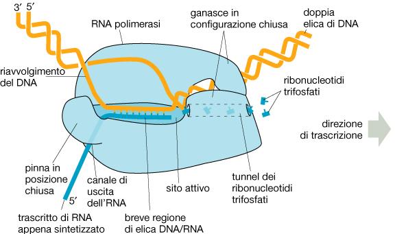 rna-polimerasi