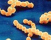 streptococcus