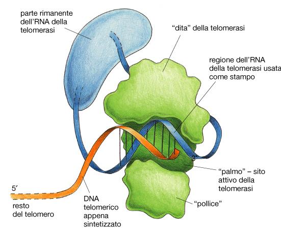 telomerasi