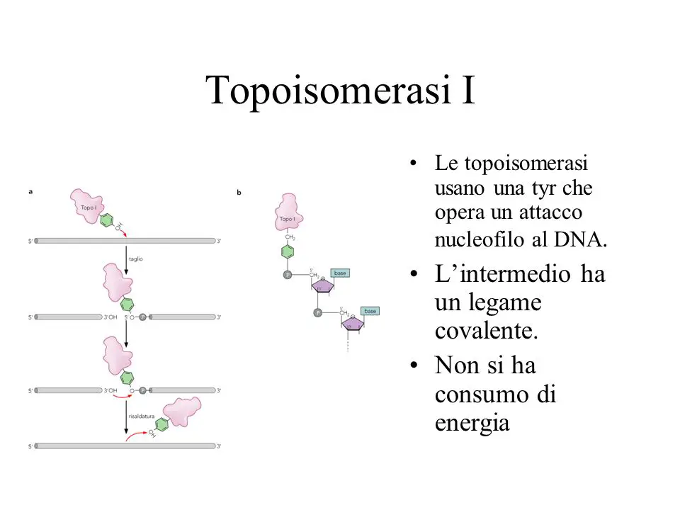 topisomerasi