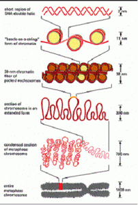 dna
