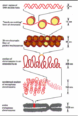 dna