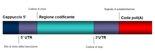 capping-rna