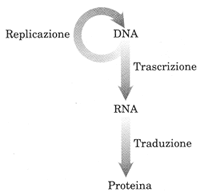 tarduzione
