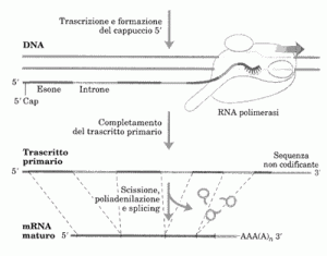 trascrizione-eucarioti