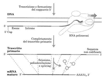 trascrizione-eucarioti