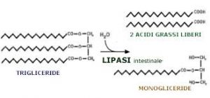 lipasi