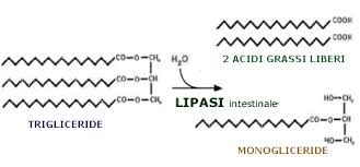lipasi
