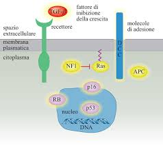 oncogeni