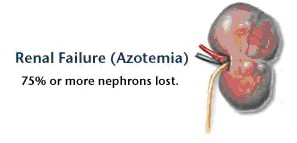azotemia