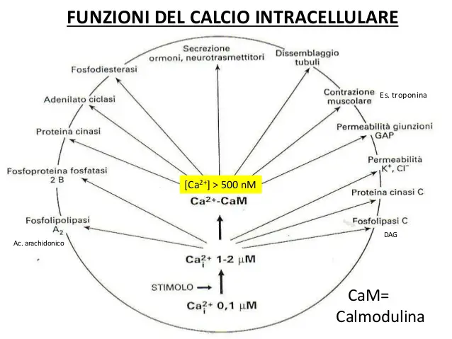 calcio-ione