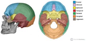 sfenoide-osso-posizione