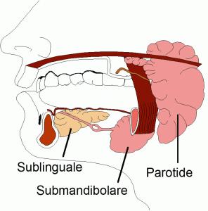 ghiandole-salivari