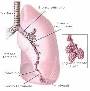 alveoli-bronchi