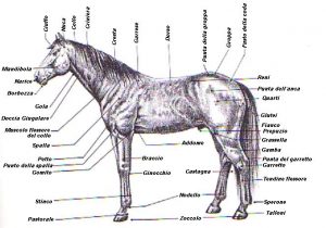 cavallo