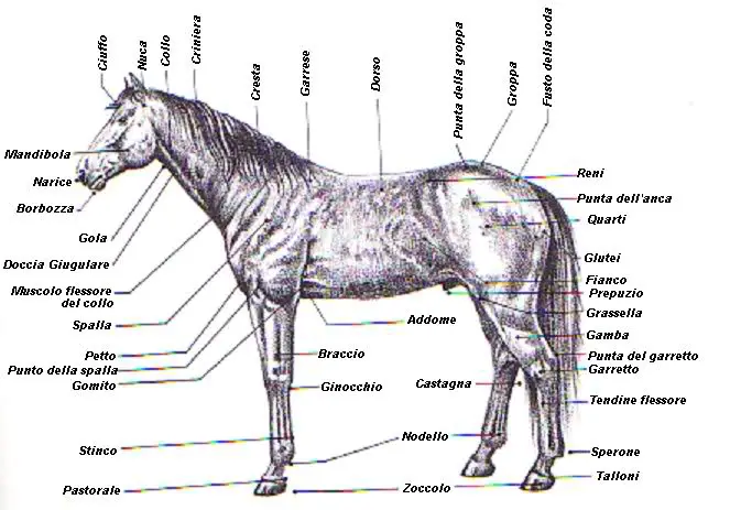 cavallo