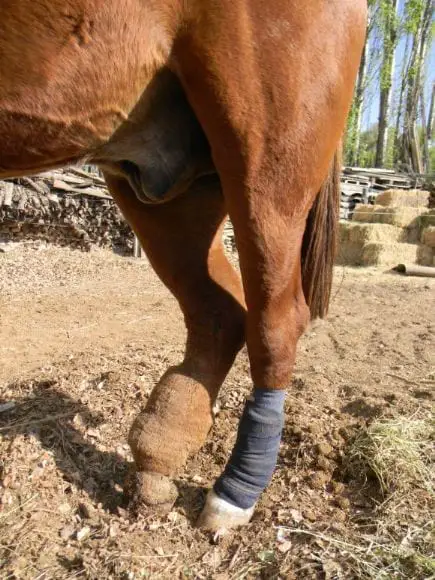 edema-veterinaria-cavallo