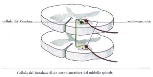 riflessi-spinali