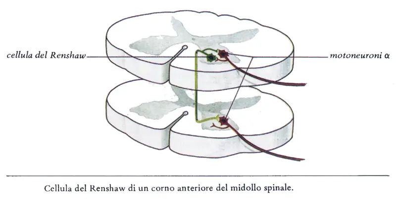 riflessi-spinali