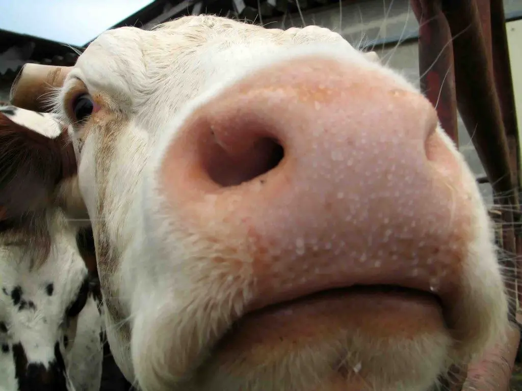 mucca