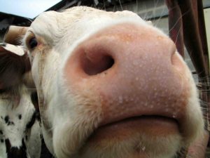 mucca
