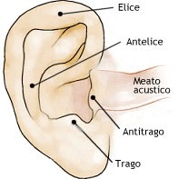 orecchio5