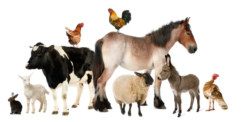 fegato-milza-veterinaria