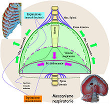 Sistema Toraco Polmonare Cliccascienze