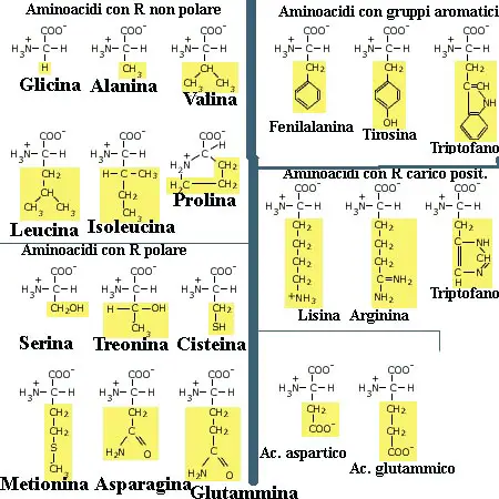amminoacidi
