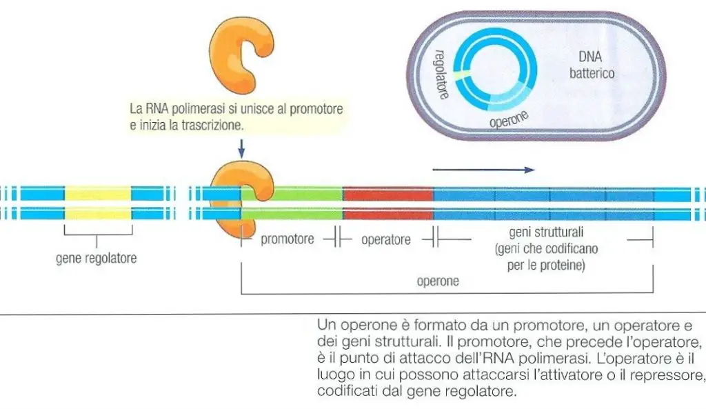 attivatore