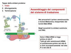 amminoacil-trna