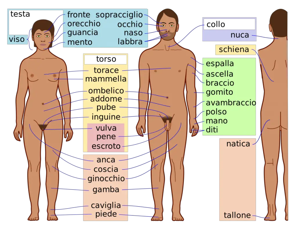 corpo umano