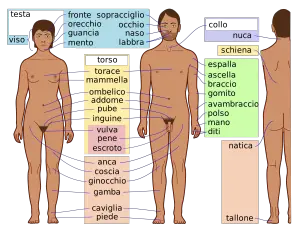 corpo umano