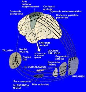 gangli-della-base1